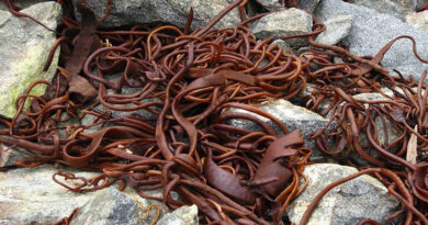 Investigación destaca la importancia del cochayuyo para combatir enfermedades cardiovasculares