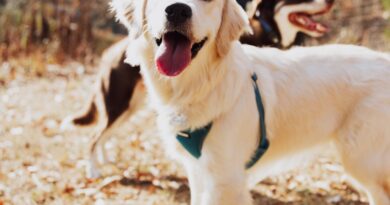 Protector solar para mascotas: ¿cómo se debe usar y qué tan efectivo es para el cuidado de nuestras mascotas?