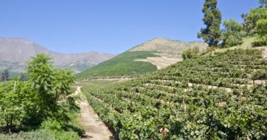 Ecosistema agrícola de Aconcagua y Quillota busca digitalizar sus sistemas de producción.