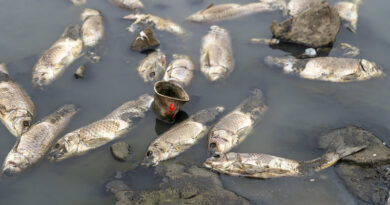 Seremi de Salud cursa sumario sanitario por muerte de peces en Tranque Recreo.