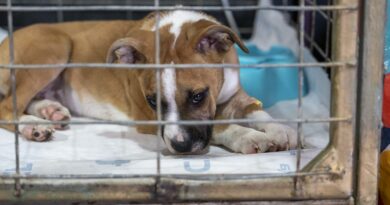 Despliegan atención veterinaria en hospitales y clínicas móviles temporales de Quilpué.