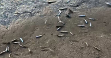 Cientos de peces salen a orilla de playa en Viña del Mar