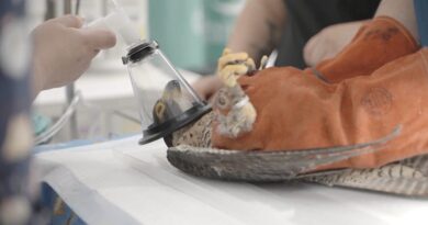 Halcón Canela, herida por perdigón, bajo anestesia para tratamiento veterinario por Sebastián Jiménez.