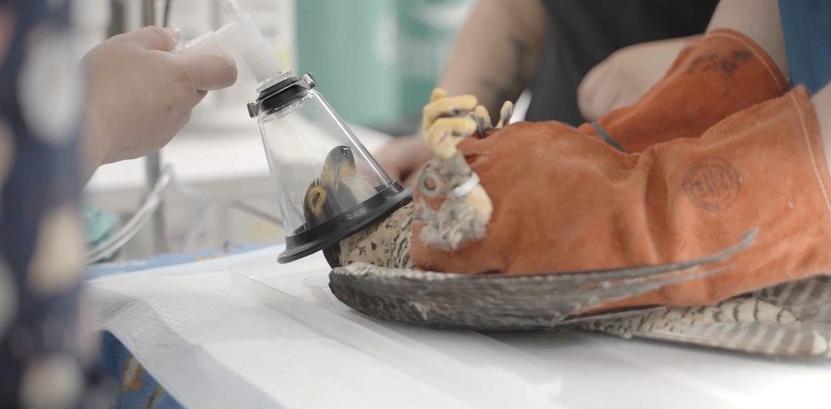 Halcón Canela, herida por escopeta, bajo anestesia en veterinaria. Nuevo capítulo de Acción Animal.