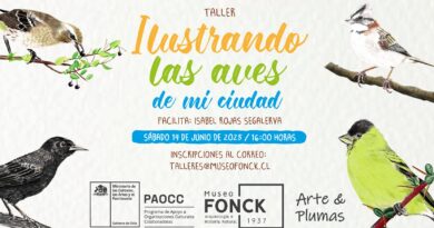 Ilustraciones de 4 aves de la Región de Valparaíso. Anuncio taller "Ilustrando las aves de mi ciudad" en Museo Fonck con Isabel Rojas.