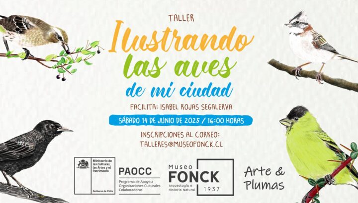 Ilustraciones de 4 aves de la Región de Valparaíso. Anuncio taller "Ilustrando las aves de mi ciudad" en Museo Fonck con Isabel Rojas.