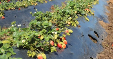 Cultivo de frutillas chilenas en hileras sobre plástico. Frutos en maduración, clave para la extensión de vida útil con levaduras INIA.
