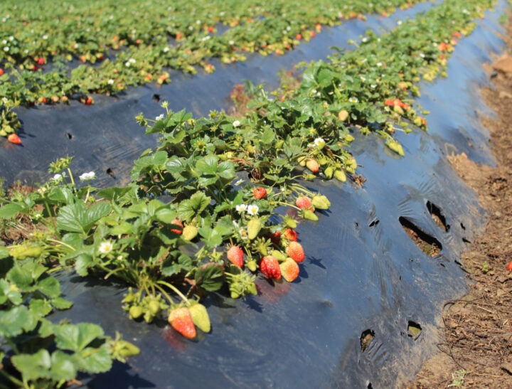 Cultivo de frutillas chilenas en hileras sobre plástico. Frutos en maduración, clave para la extensión de vida útil con levaduras INIA.