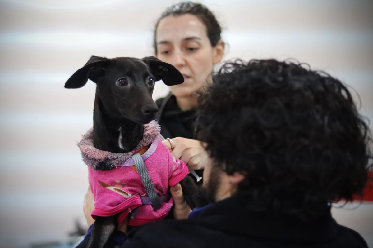 Persona sosteniendo un perro durante el operativo de esterilización.