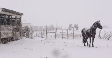 Un caballo de pie en medio de un paisaje cubierto por una intensa nevada en la Patagonia.