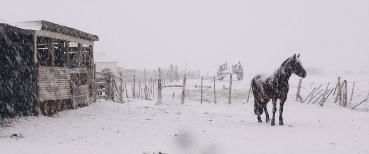 Un caballo de pie en medio de un paisaje cubierto por una intensa nevada en la Patagonia.