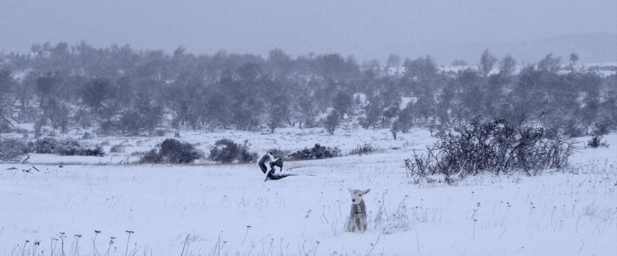Un pequeño cordero solo en medio de una inmensa llanura patagónica cubierta de nieve.