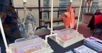 Maqueta de pulmones sanos y dañados por el tabaco en exhibición de la Seremi de Salud.