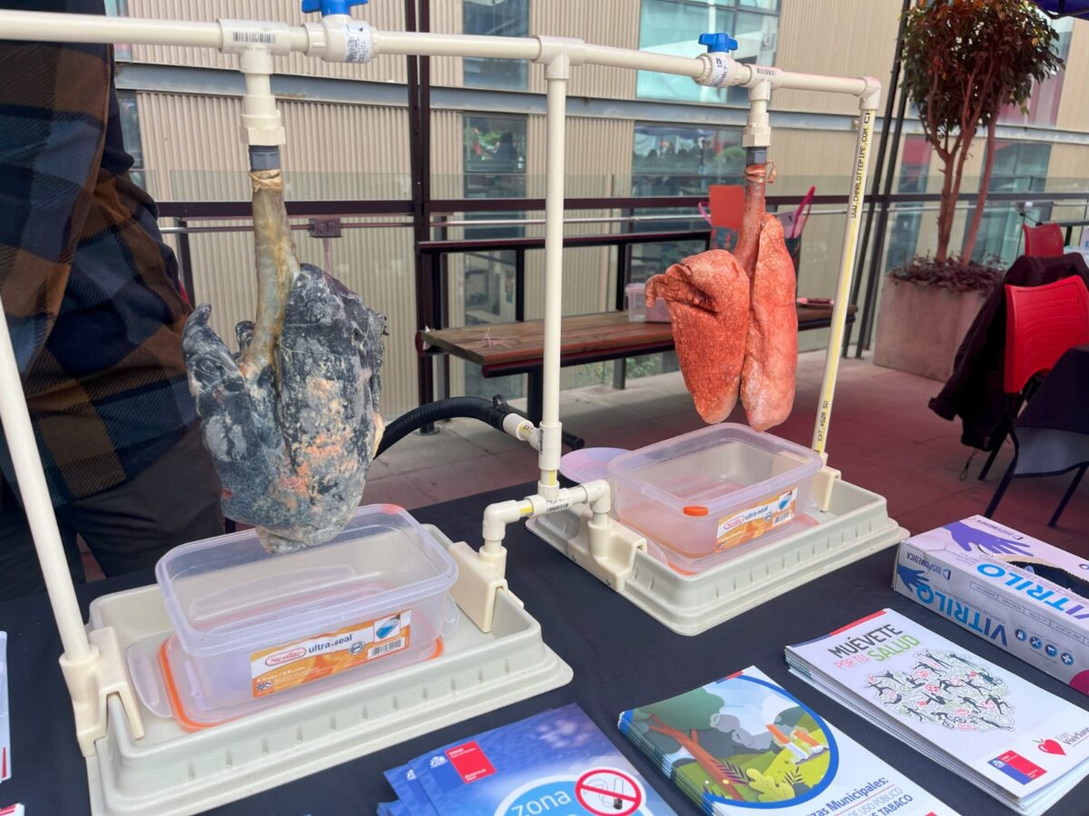 Maqueta de pulmones sanos y dañados por el tabaco en exhibición de la Seremi de Salud.