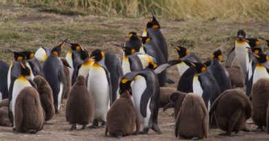 Grupo de pingüinos rey, algunos adultos y otros jóvenes, en un paisaje de pradera.