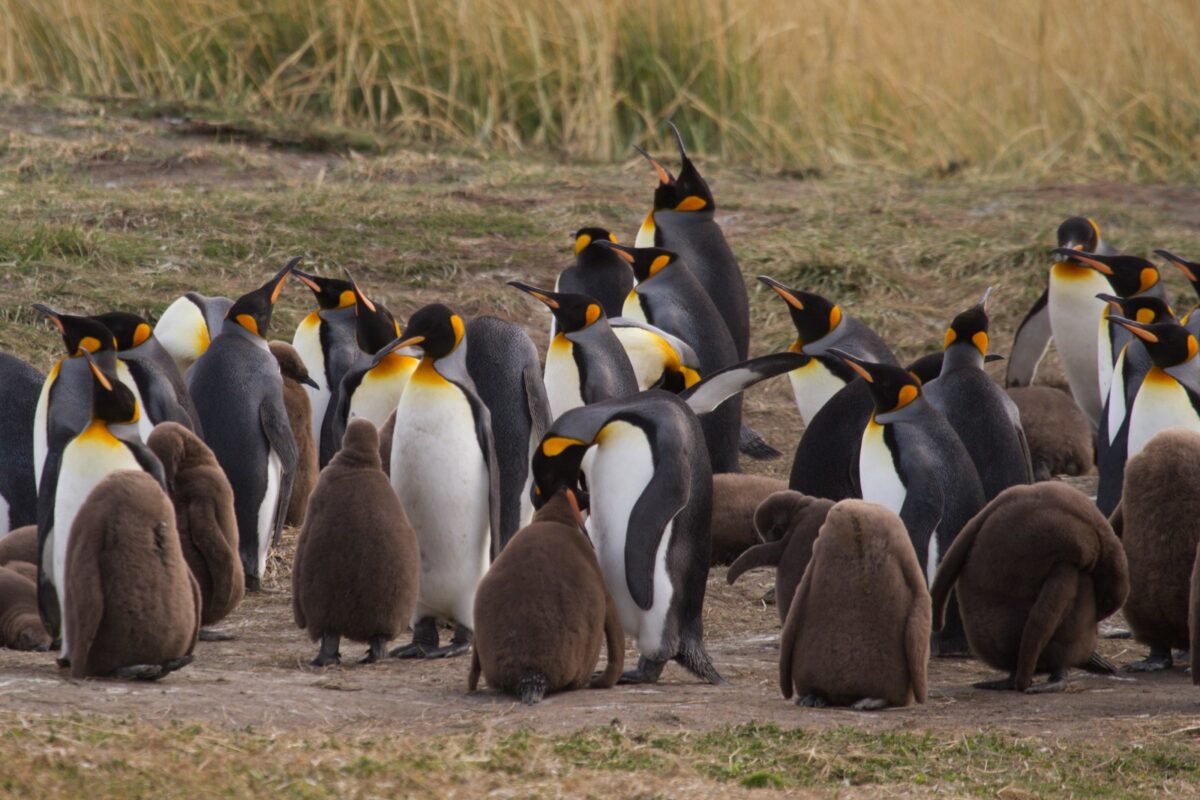 Grupo de pingüinos rey, algunos adultos y otros jóvenes, en un paisaje de pradera.