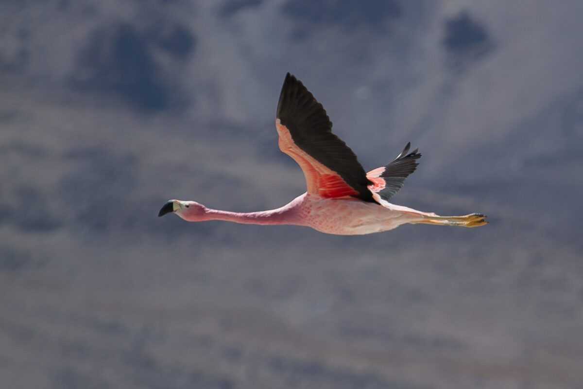 Flamenco chileno en vuelo con las alas extendidas, destacando su plumaje rosado y negro contra un cielo nublado.