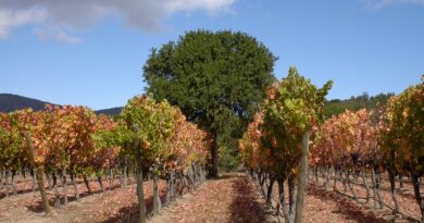 Viñedos en el Valle de Casablanca.