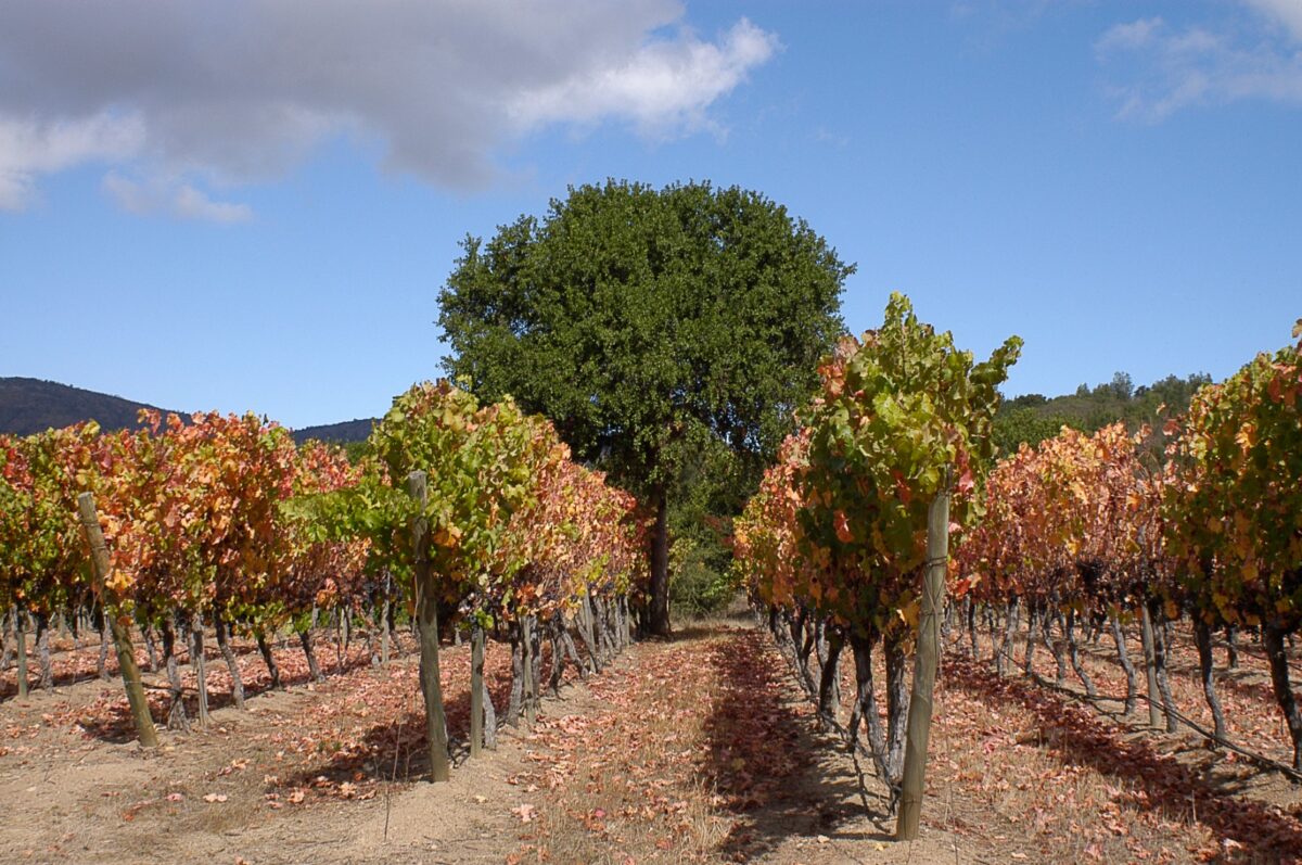 Viñedos en el Valle de Casablanca.