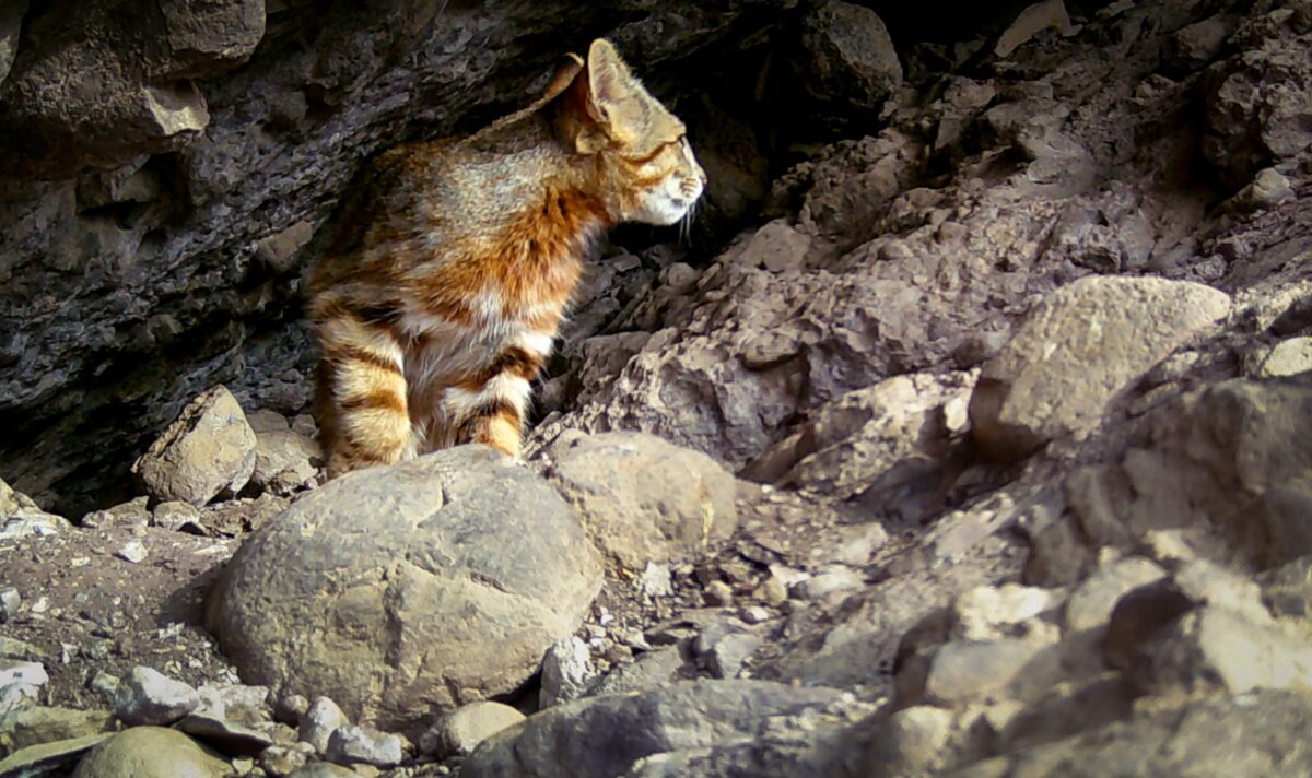 Gato Colocolo en su hábitat rocoso natural.