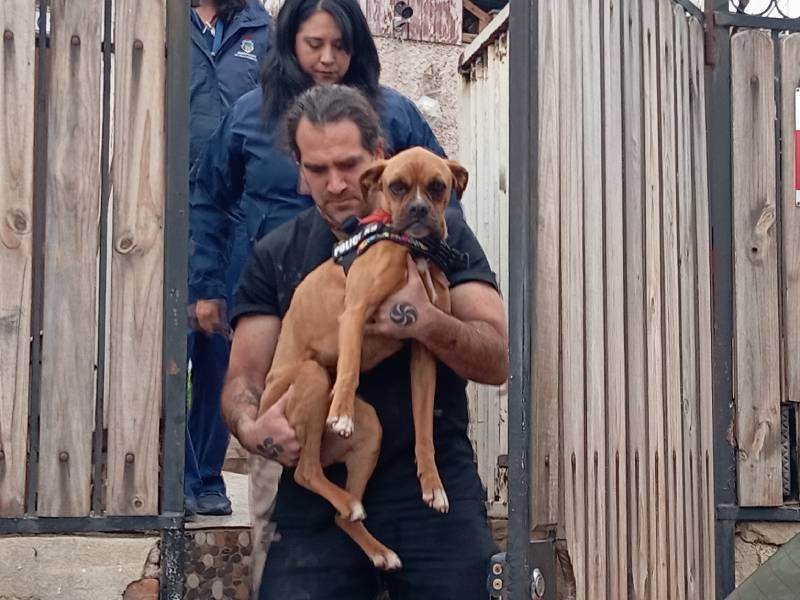 Personal de rescate retirando en brazos a uno de los perros de raza boxer que se encontraba en el inmueble.