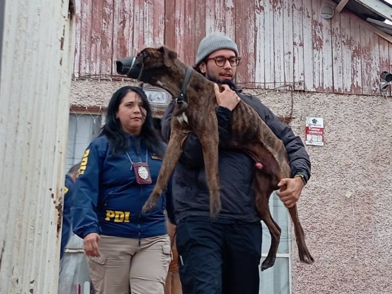 Funcionario policial y rescatista trasladando a un can con evidentes signos de desnutrición.