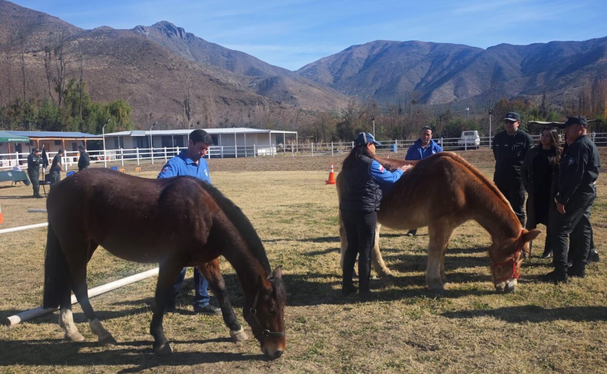 Usuarios y personal de Gendarmería junto a caballos en las dependencias de la Fundación Forand.