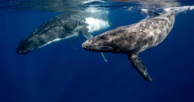 Ballenas jorobadas nadando en el océano.