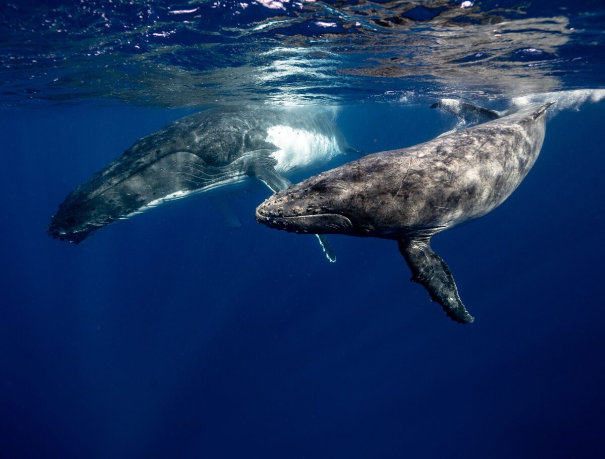 Ballenas jorobadas nadando en el océano.