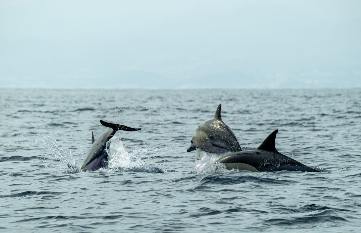 Grupo de delfines saltando en el mar.