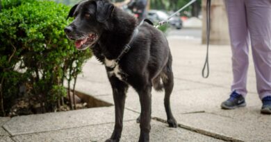 Perro de pelaje blanco y gris descansando sobre una superficie azul.