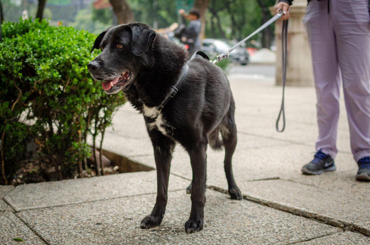 Perro de pelaje blanco y gris descansando sobre una superficie azul.