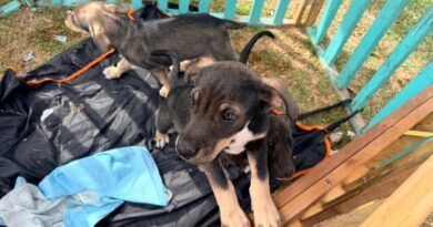 Cachorros rescatados en Villa Alemana esperando un hogar temporal.
