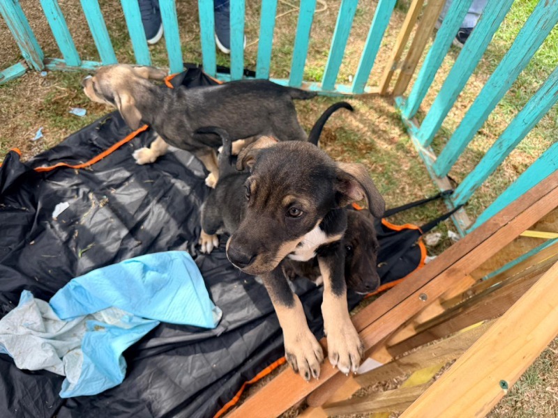 Cachorros rescatados en Villa Alemana esperando un hogar temporal.