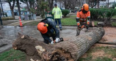 Equipos municipales realizan labores de despeje de árboles caídos tras el sistema frontal en Villa Alemana.