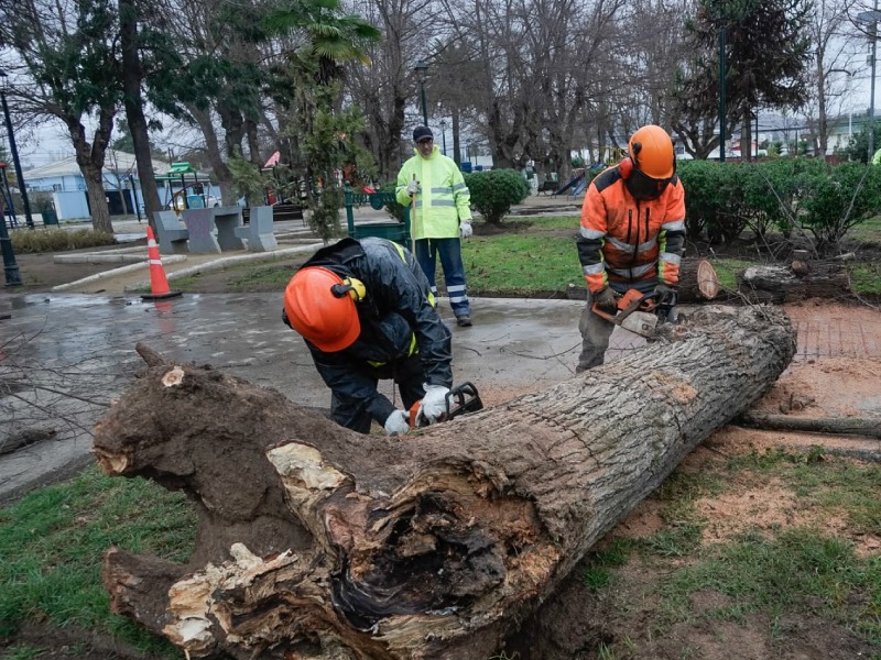 Equipos municipales realizan labores de despeje de árboles caídos tras el sistema frontal en Villa Alemana.