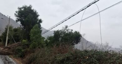 Trabajos de reparación en tendido eléctrico tras caída de árboles.