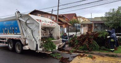 Personal municipal realizando labores de despeje de árboles caídos en Villa Alemana.