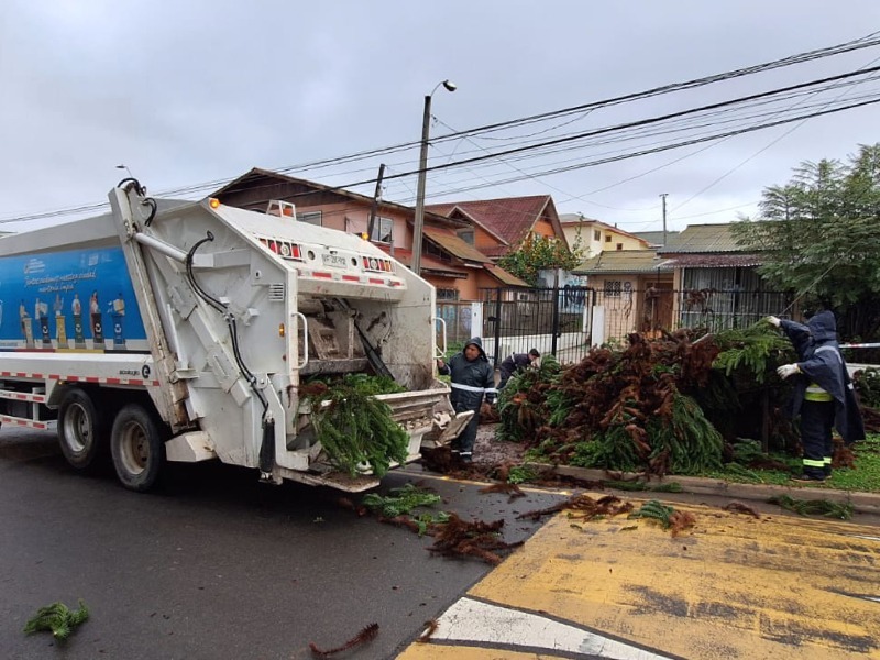 Personal municipal realizando labores de despeje de árboles caídos en Villa Alemana.