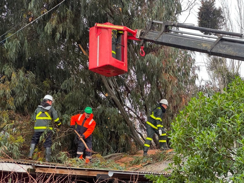 Cuadrillas municipales trabajando en el despeje de árboles sobre techumbres.