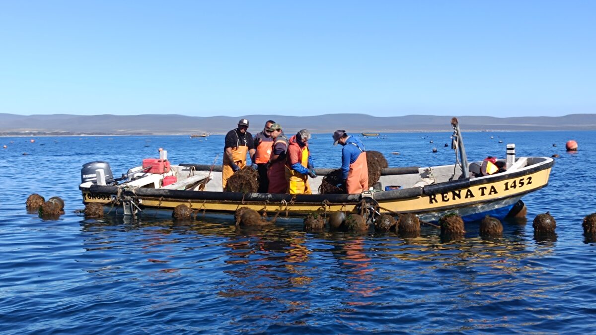 Pescadores artesanales trabajando en una embarcación en alta mar.